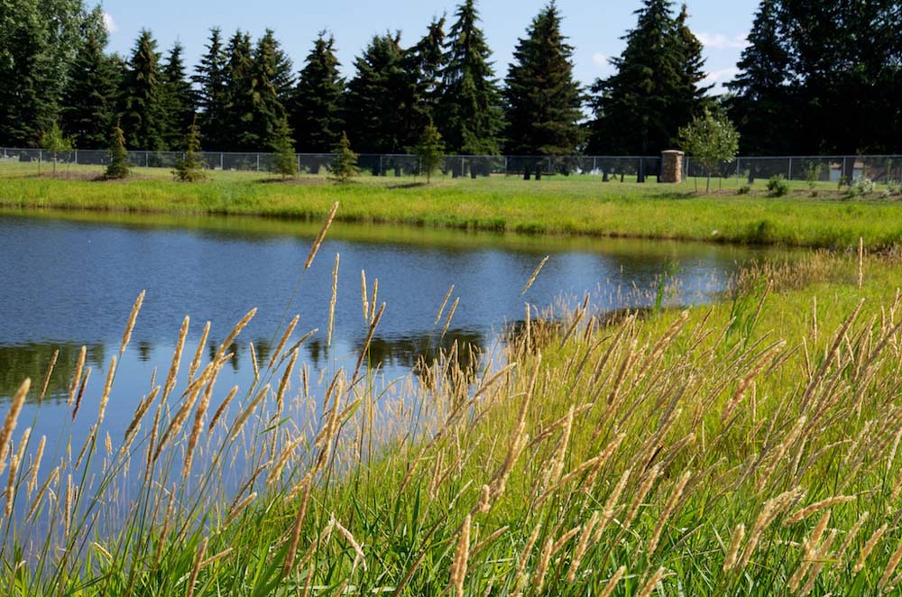 Alberta grasses line the edge of this pond in the community of Jesperdale. Residents enjoy communities full of amenities.